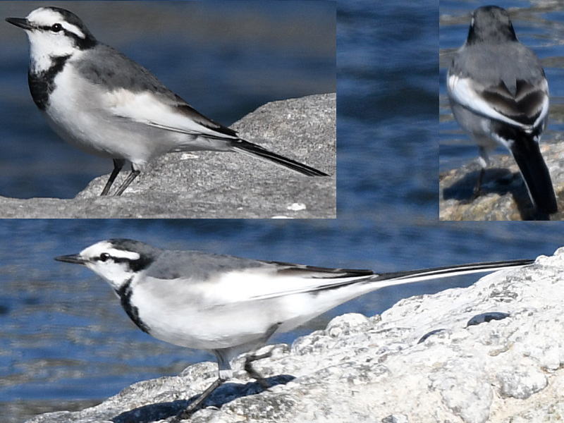 ハクセキレイ♀成鳥冬羽