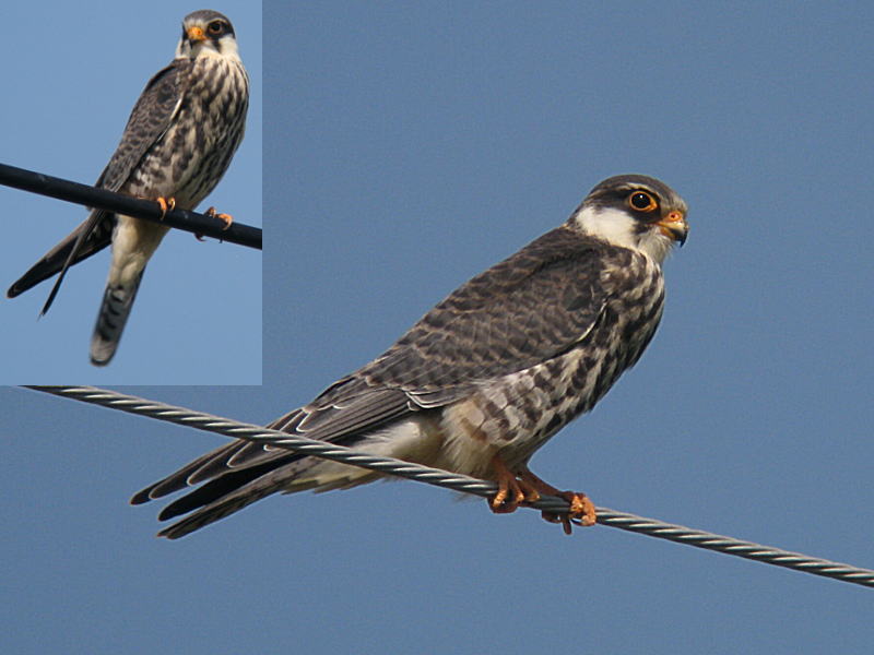 アカアシチョウゲンボウ幼鳥