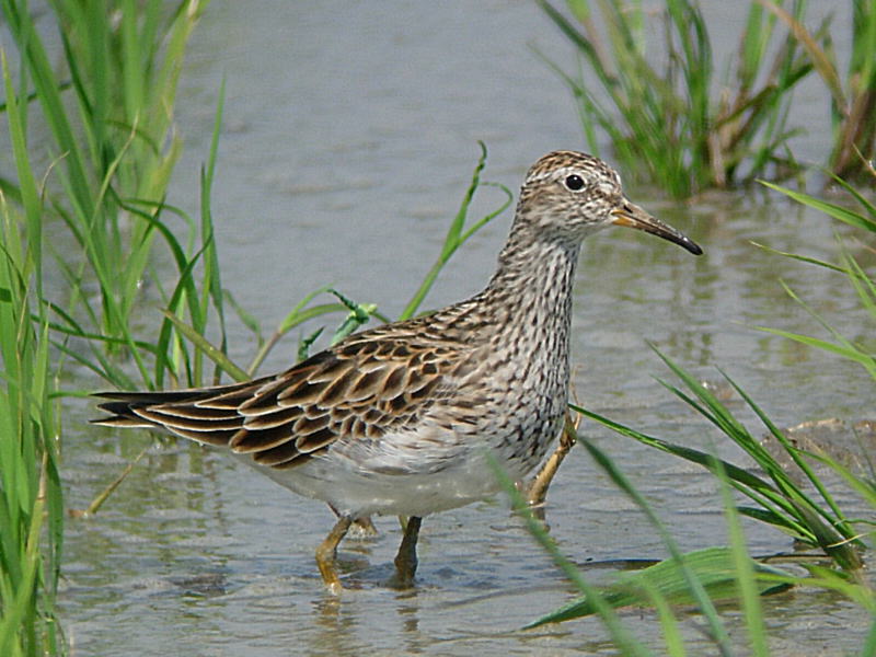 アメリカウズラシギ♀成鳥夏羽